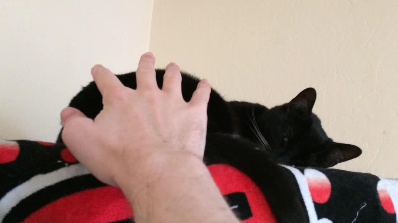 Alert Cat Wakes up as Soon as Owner Tries to Touch Her