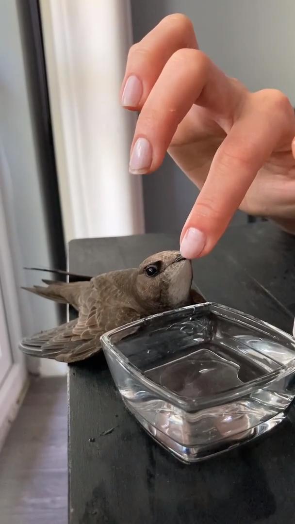 Humans Feed Water to Dehydrated Bird Trapped Indoors Before Setting It Free