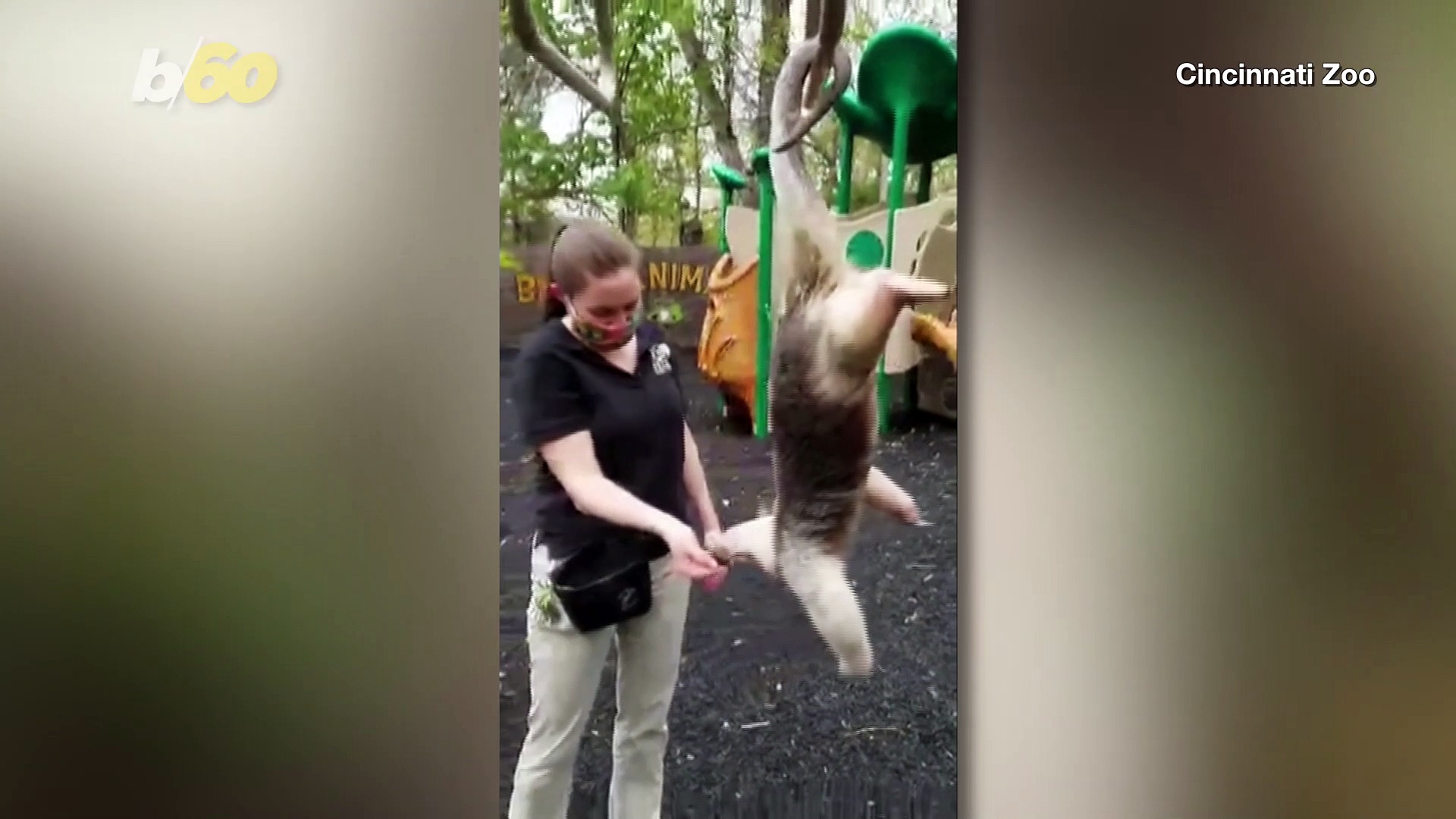 OMG! Watch as Anteater Shows Off Her Surprising Strength on the Playground