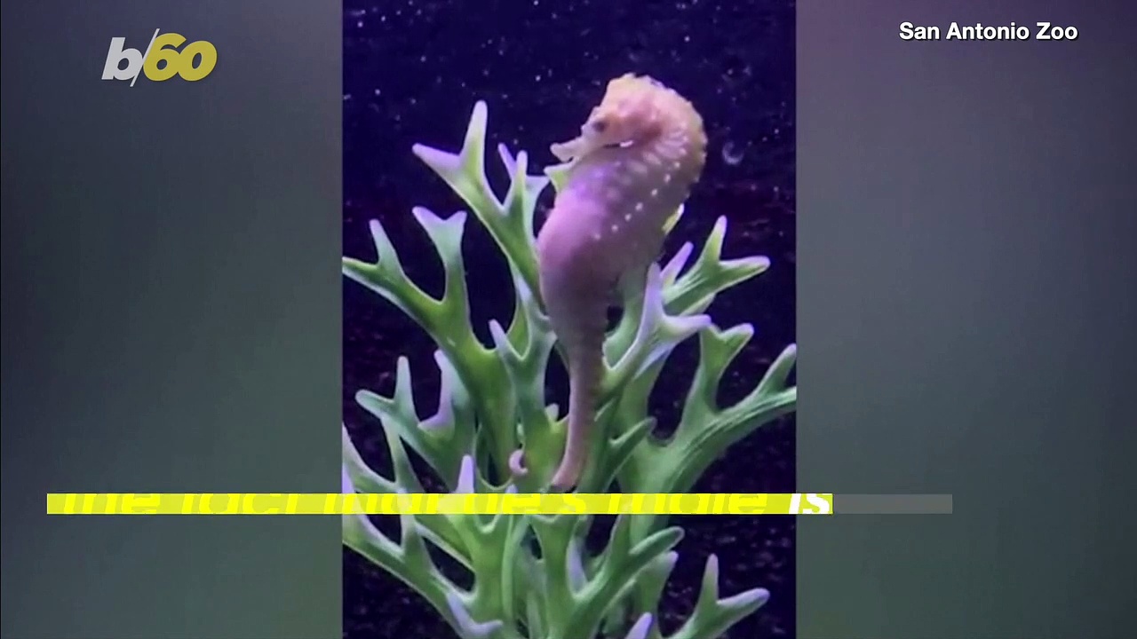 Watch the Incredible Moment When This Male Seahorse Gives Birth