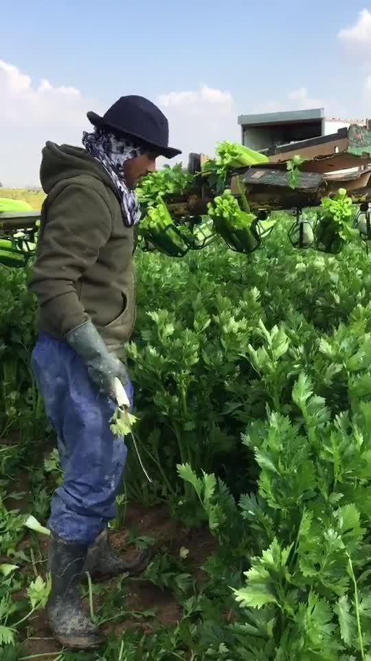 Workers Cut Celery Harvest in Field in Israel