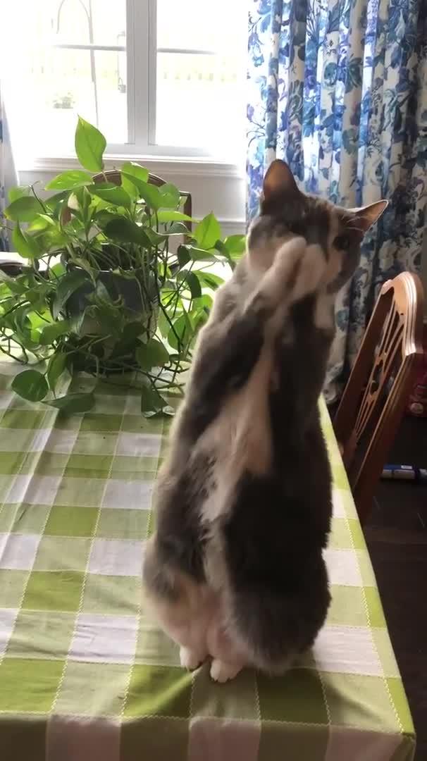 Cat Begs Using her Paws to ask Owner for Food