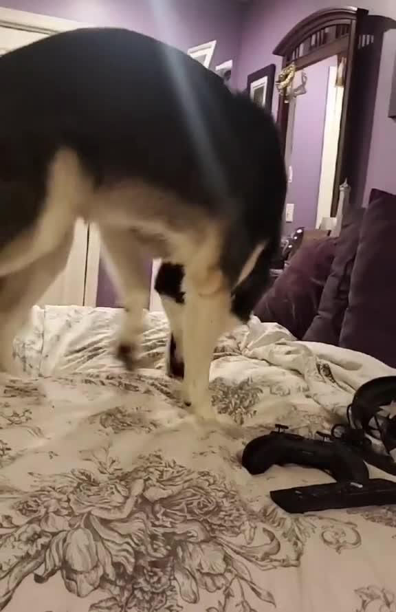 Dog Gets Scared of his Own Tail