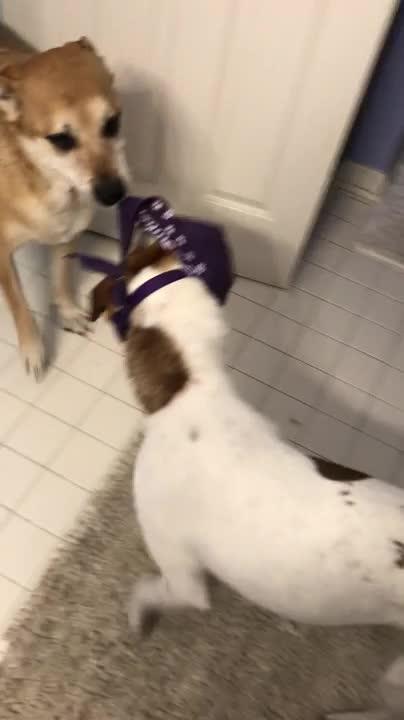 Dog Puts Another Dog's Leash in Mouth and Drags Him Out of Room