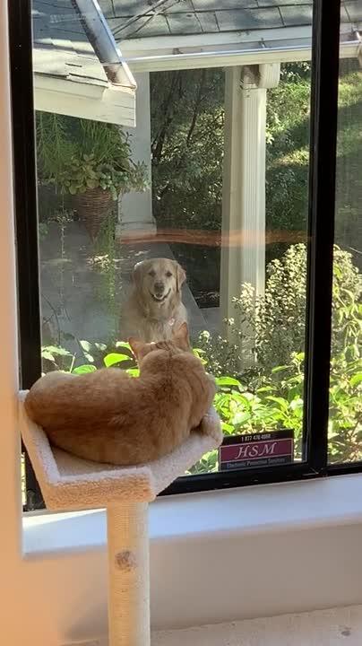 Dog Stares Smiling at Neighbor's Cat Through the Window