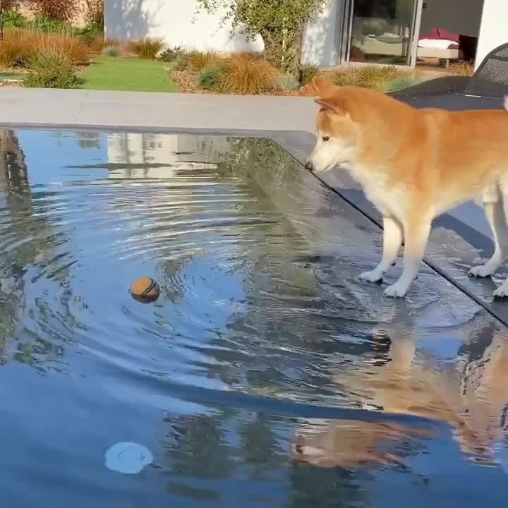 Dog Struggles to Reach Ball Floating in the Pool