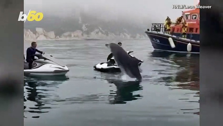 Dolphins Splash Around After Watching Rescue Boats Put Out Fire