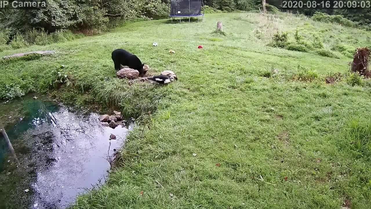 Duck Scares off Bear From the Yard