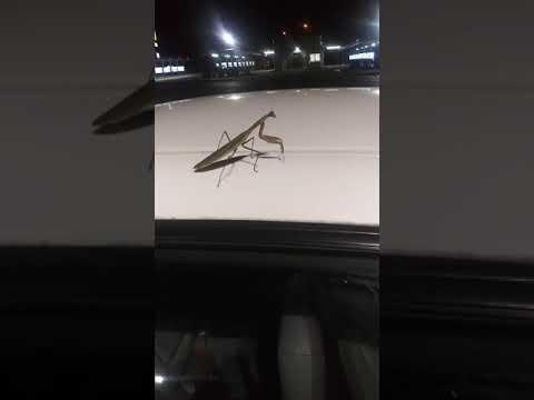 Guy Freaks Out as Praying Mantis Slips Off the Top of his Car