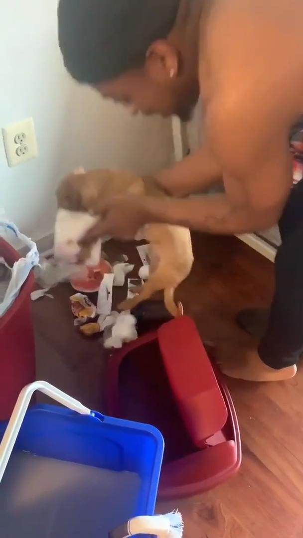 Guy Makes Dog Pick Up His Own Mess By Holding His Hands