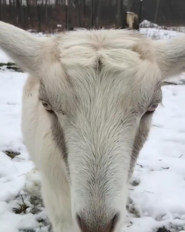 Guy Tries to Have Conversation With Bleating Goat in Snow
