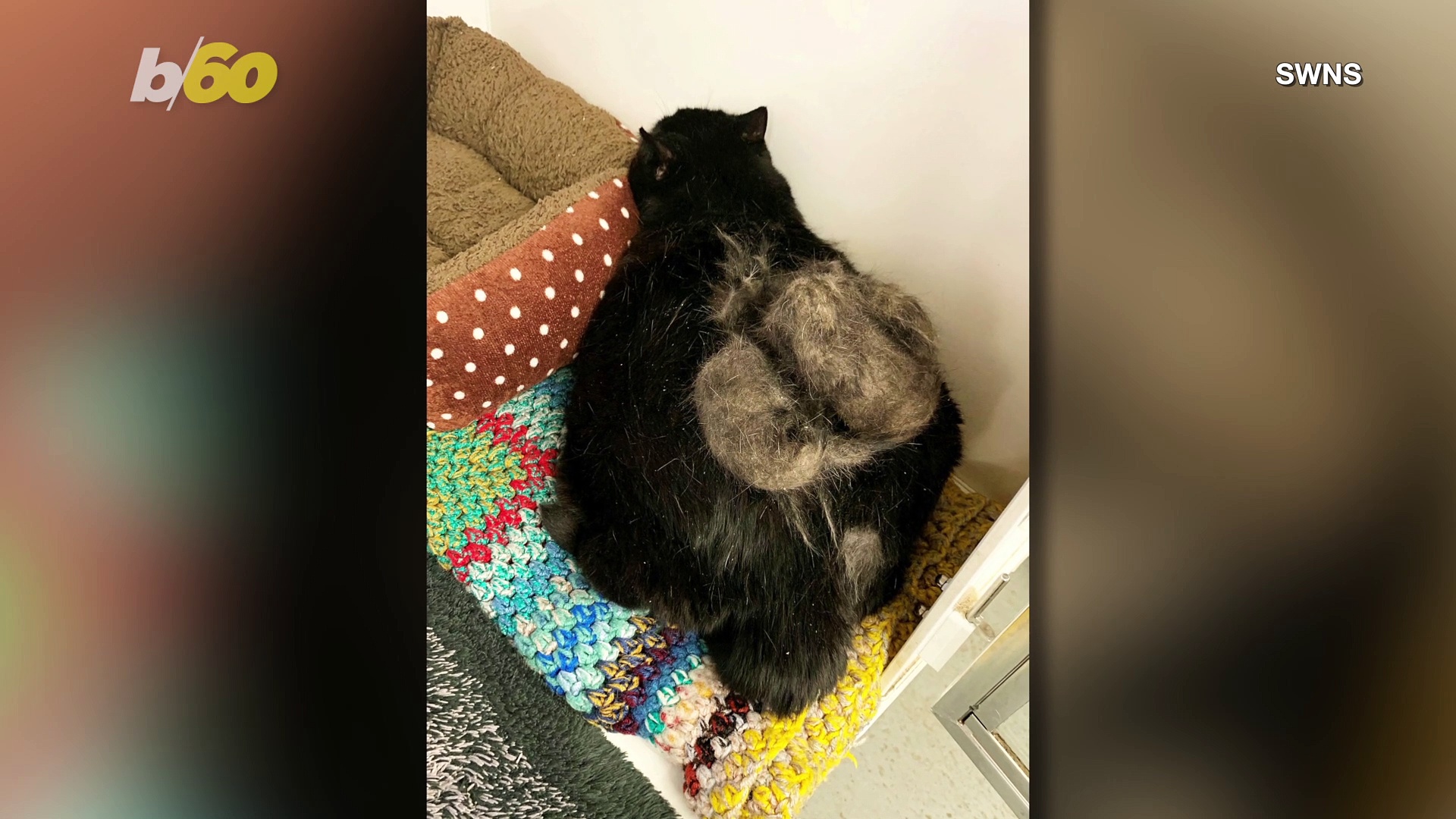 RSPCA Rescued Obese Cat With Large Lump That Turned Out to Be Matted Fur