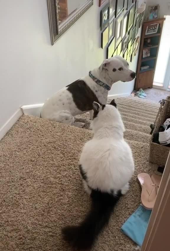 Scared Dog Tries to get Past Cat Sitting on top of Stairs