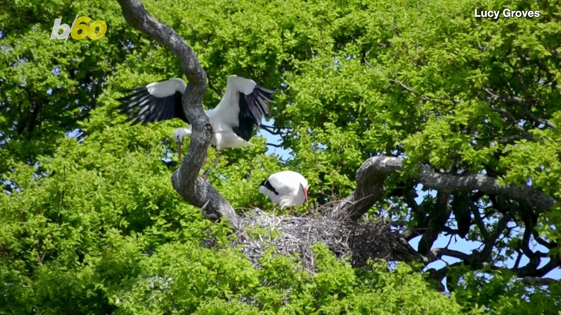 These Birds Are Set to Deliver England’s First Wild White Storks in Over 600 Years