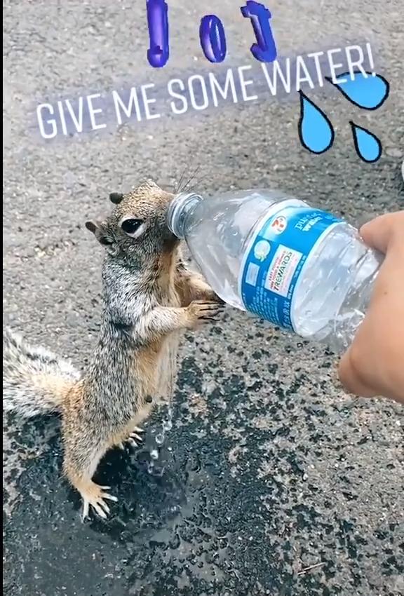 Thirsty Squirrel Asks Water From Human Carrying Water Bottle