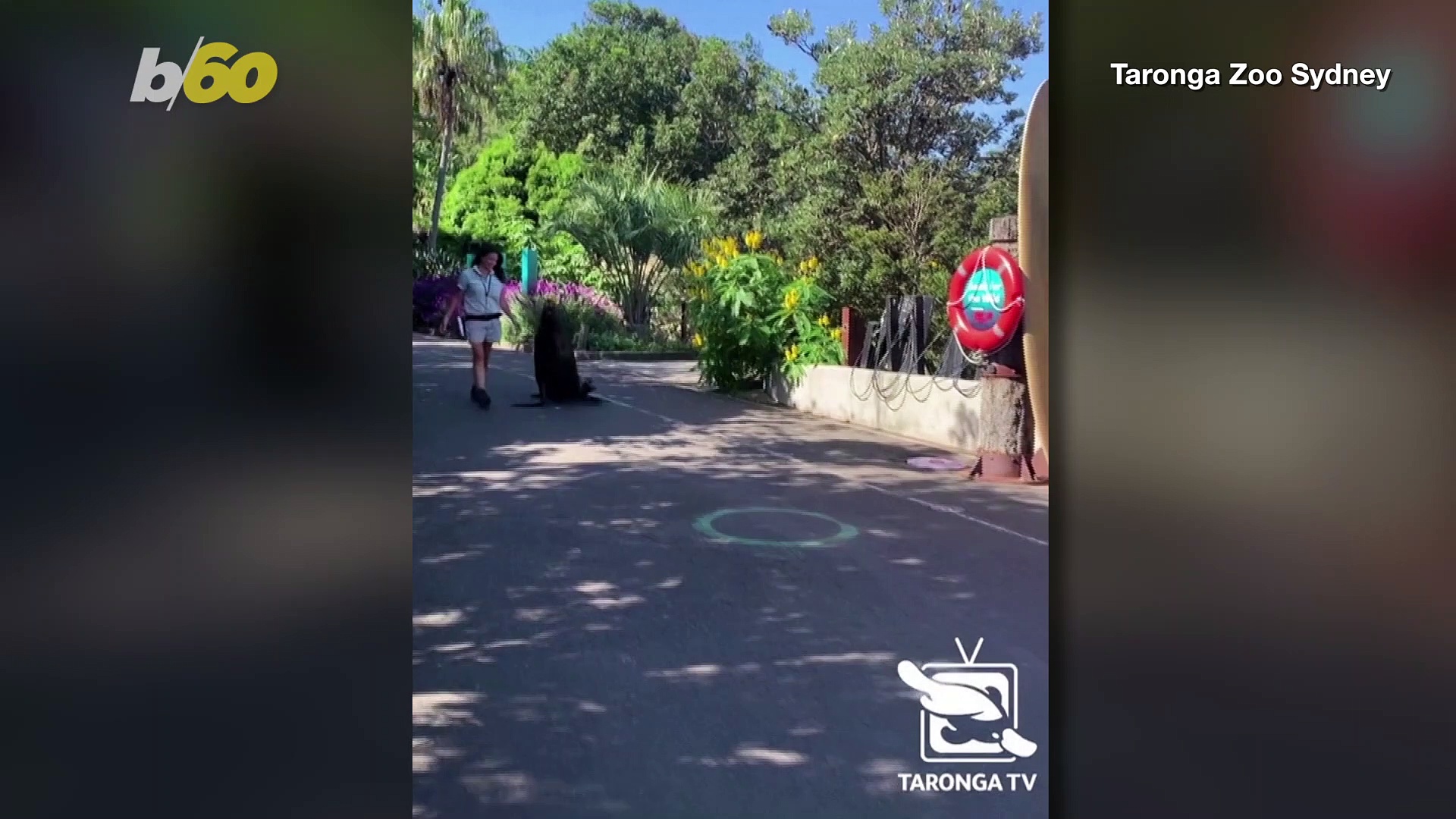 Walk on the Wild Side! Sea Lion & Zookeeper Walk Together Amid Empty Zoo Due to COVID-19!