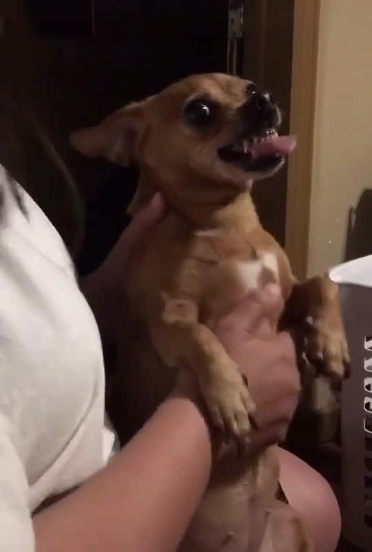Woman Performs Funny Exorcism on Angry Dog