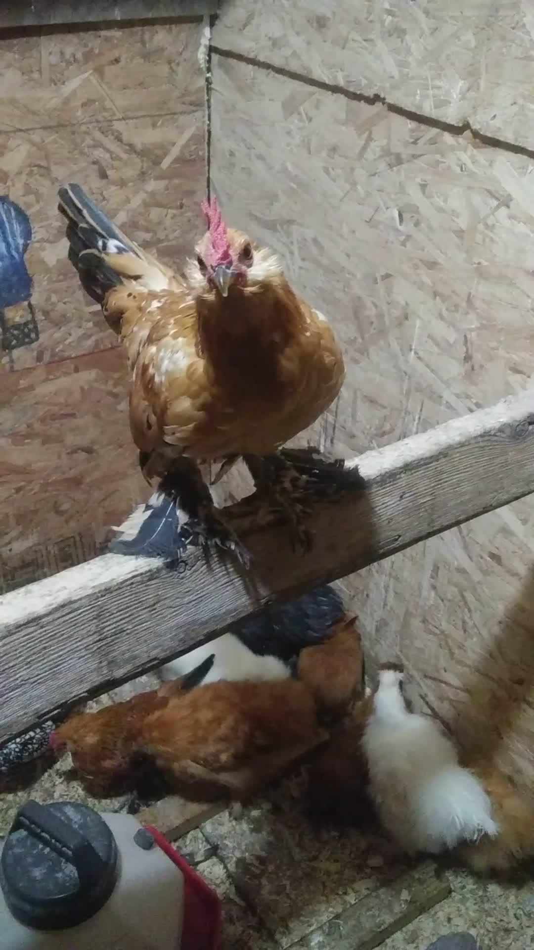 Young Rooster Attempts to Crow for the First Time
