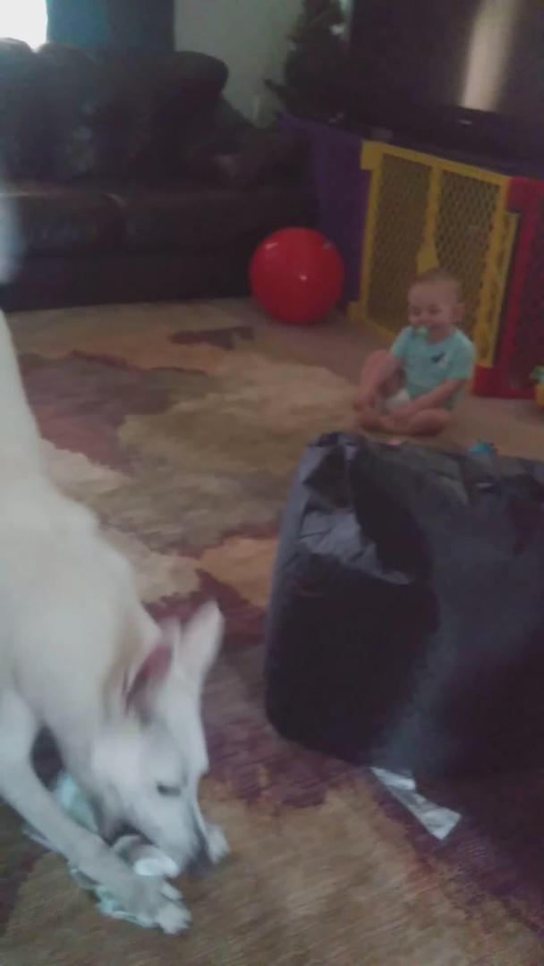 Dog Rips Apart Baby's Diaper While Playing