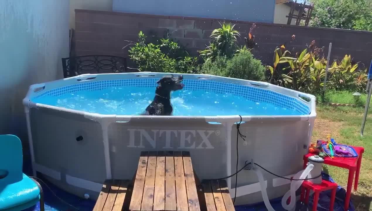 Dog Splashes Water in the Pool